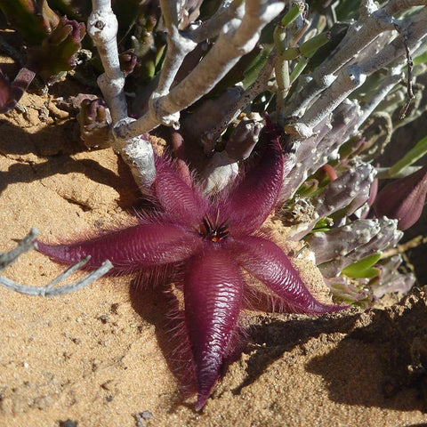 stapelia-gariepensis-succulent