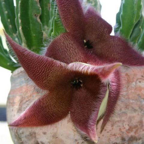 stapelia-grandiflora