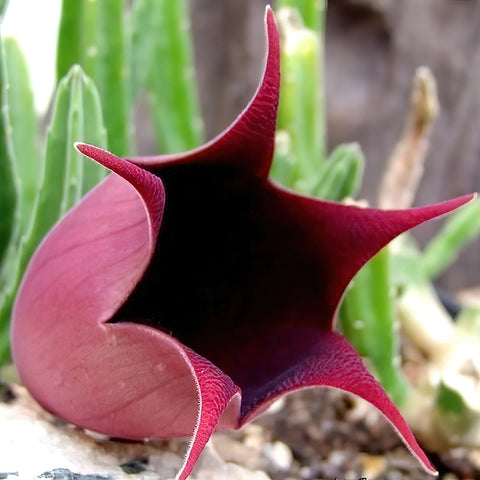 stapelia-leendertziae