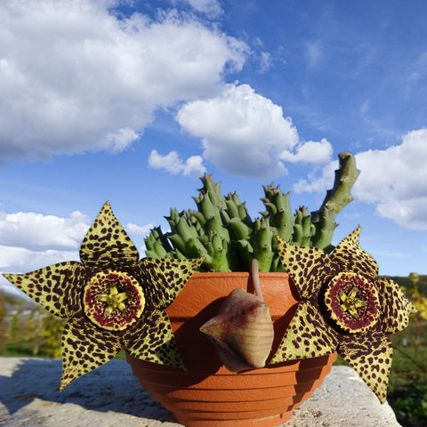stapelia-succulents-produce-beautiful-flowers-outdoors