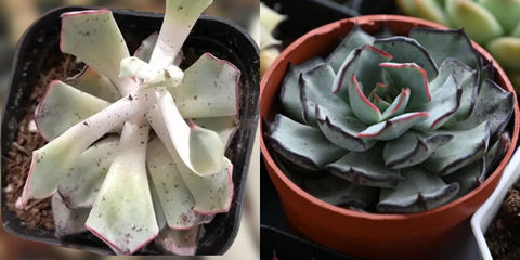 stretching-echeveria-strictiflora-var-nova-and-happy-echeveria-strictiflora-var-nova