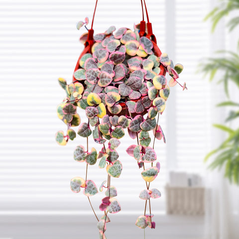 string-of-heart-houseplant-hanging-indoors