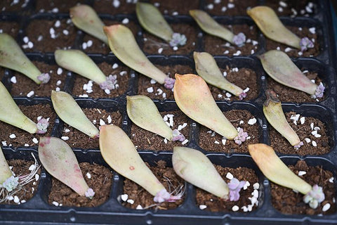 successful-echeveria-leaf-propagation-in-seed-plug-trays