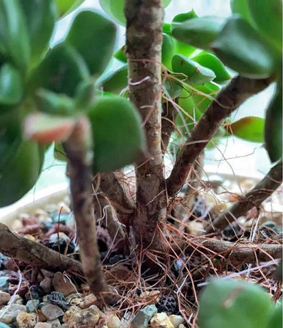 many-aerial-roots-growing-on-the-stems-of-old-succulent-trees