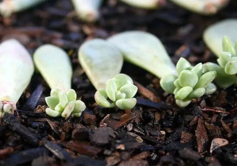 succulent-babies-propagated-from-green-succulent-leaves-lying-on-the-soil