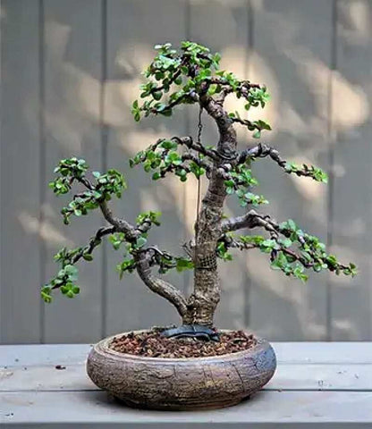 unique-bonsai-old-succulent-plants