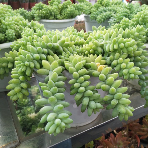 succulent-donkey-tail