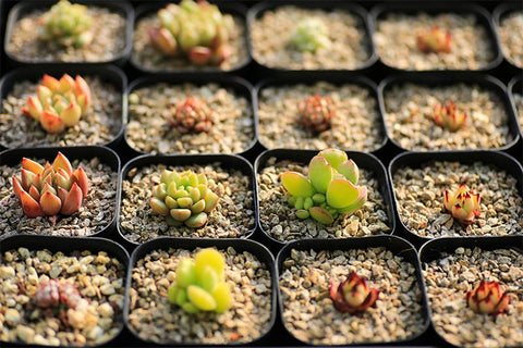 succulent-seeds-gradually-grow-into-small-succulents