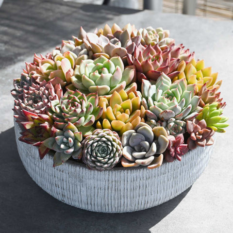 succulent-arrangement-for-sale