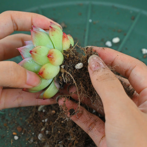 rosette-succulent-with-healthy-roots
