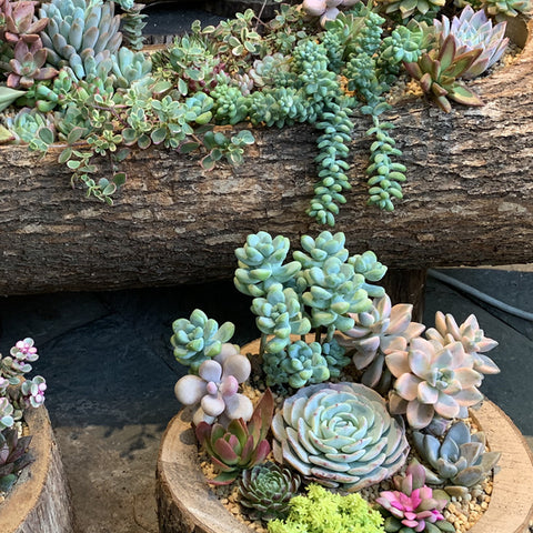 succulent-rooted-in-wood-planter