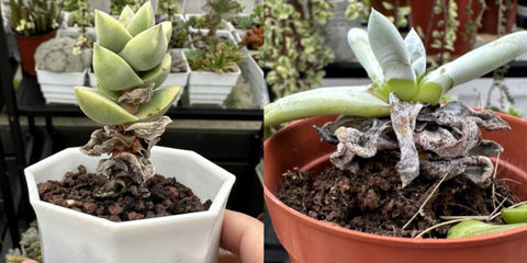 behead-succulent-can-save-rotted-succulents