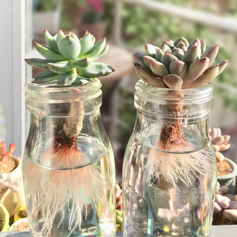 colorful-succulents-in-sunlight