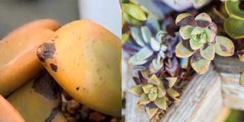 sunburn-mark-black-spots-on-succulents