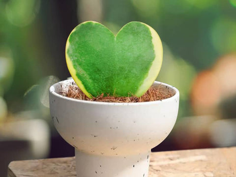 Potting Sweetheart Hoya plant