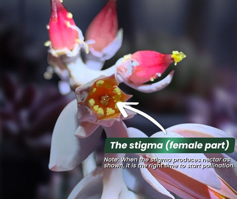 succulent-flower-stigma