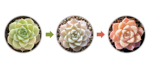 Echeveria-White-Queen-changes-from-green-to-white-to-pink
