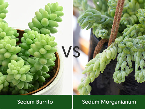 the-difference-between-sedum-burrito-and-sedum-morganianum