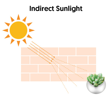 sunlight-reflecting-on-wall-and-then-on-succulents-is-called-indirect-sunlight