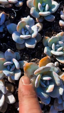 the-leaves-of-echeveria-laui-that-have-been-bitten-by-snails-are-deformed