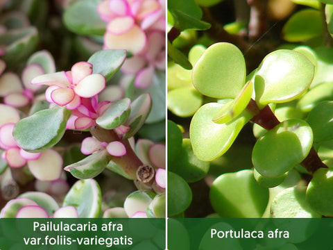 pailulacaria-afra-var-foliis-variegatis-pink-leaves-vs-portulaca-afra-green-leaves