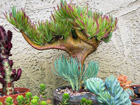 The Mermaid Tale Succulent