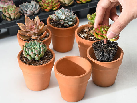 the-succulent-plugs-are-easy-to-use-as-favors