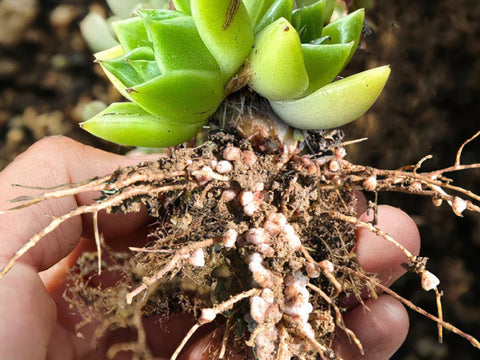 the-nodules-on-succulent-root