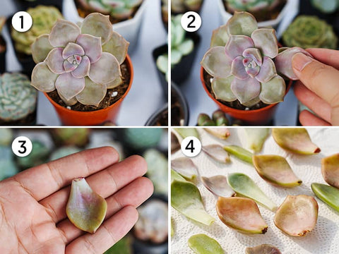 selecting-healthy-leaves-for-succulent-propagation