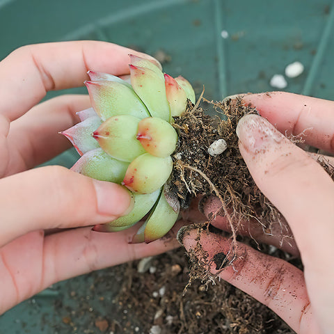 the-roots-of-succulent