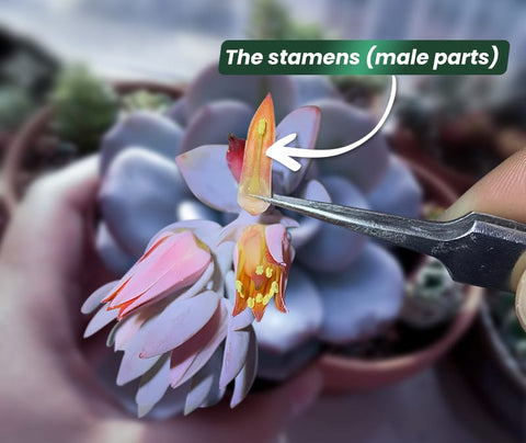 succulent-flower-stamen