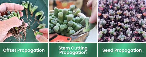 three-propagation-methods-for-baby-toes-succulents