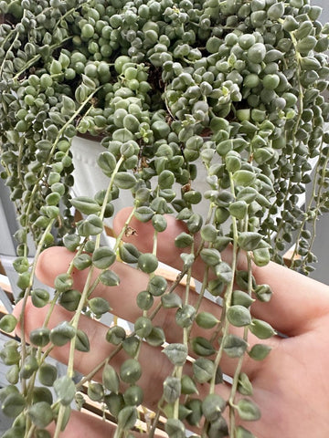 Why are my string of pearls turning white and shriveled? They get ample  direct sunlight and I drown them in water every 2 weeks 🥲. Also, they are  planted in a nursery