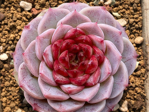 pink-Echeveria-Red-Velvet-with-sugar-heart