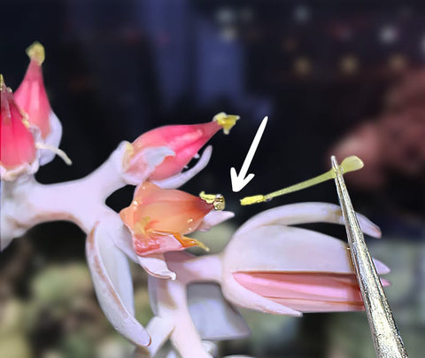 pollinating-succulent-stigma-with-stamen