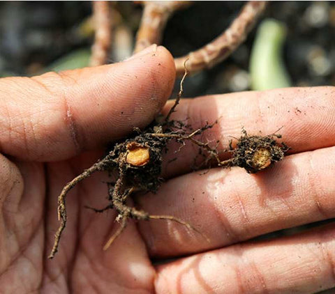 repotting-and-repairing-the-root-system-of-succulent-trees