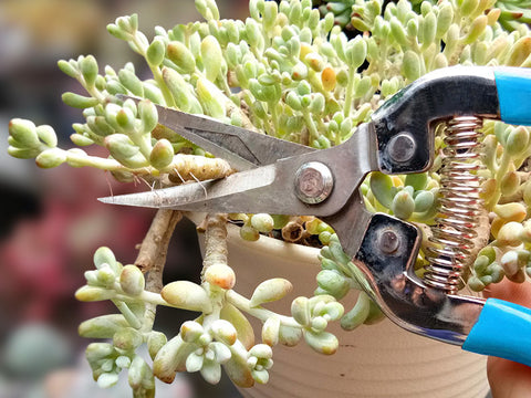 trimming-succulents