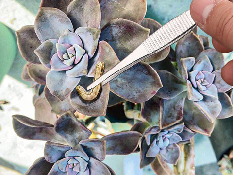 Removing-Caterpillars-from-Succulents-Using-Tweezers