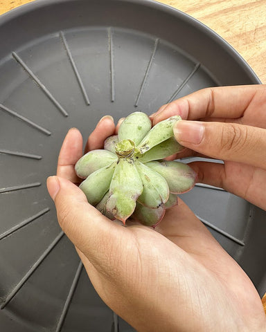 twist-off-the-bottom-leaves-of-echeveria-succulent