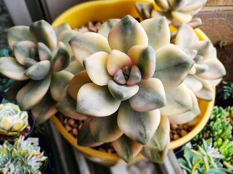 underwatered-pachyphytum-apricot-beauty