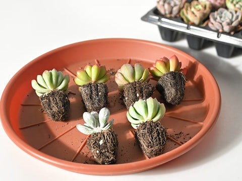 succulent-plugs-in-pots-in-a-ventilated-indirect-sunlight-location