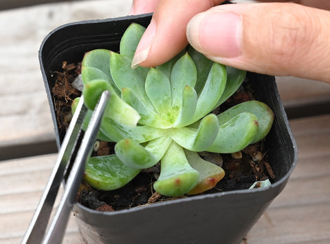 gently-clip-the-leaf-from-the-top-of-the-succulent-with-tweezers