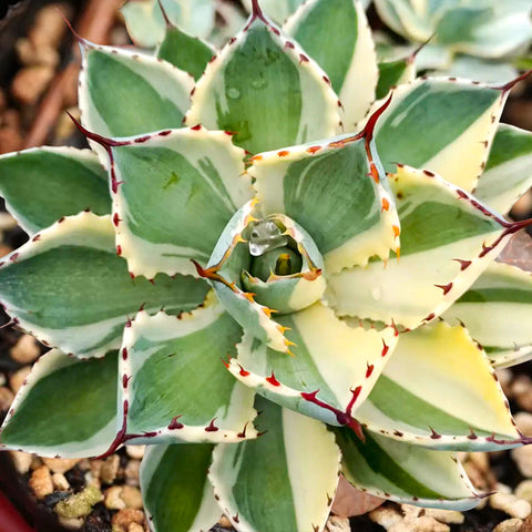 variegated-butterfly-agave-hardy-succulent