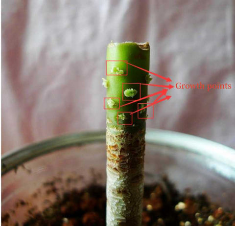 what-are-the-growth-point-on-succulent-stem