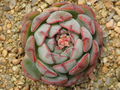 The-dormant-Echeveria-looks-dull