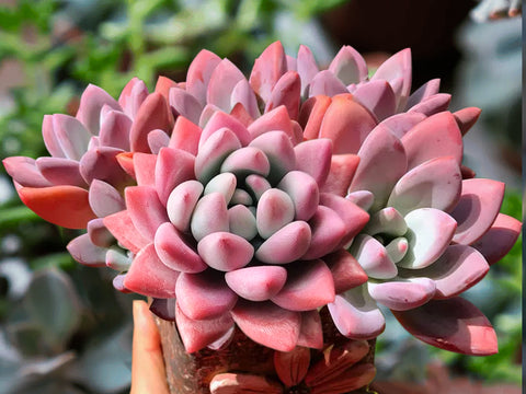 x-Graptoveria-Opalina-pink-red-chubby-succulent