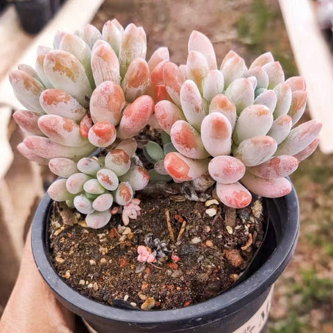 x-pachyveria-clavifolia-pink-succulent