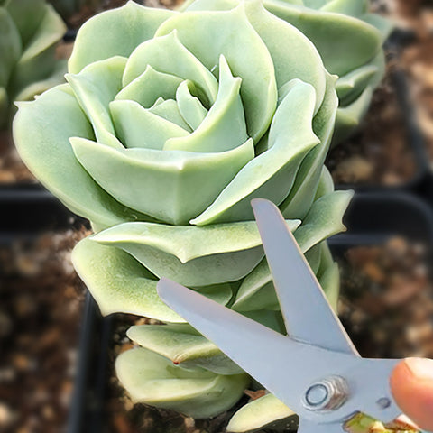 x-graptoveria-lovely-rose-beheading-propagation