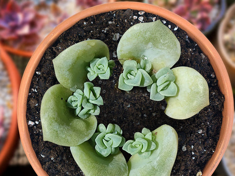 x-graptoveria-lovely-rose-set-leaf-propagation