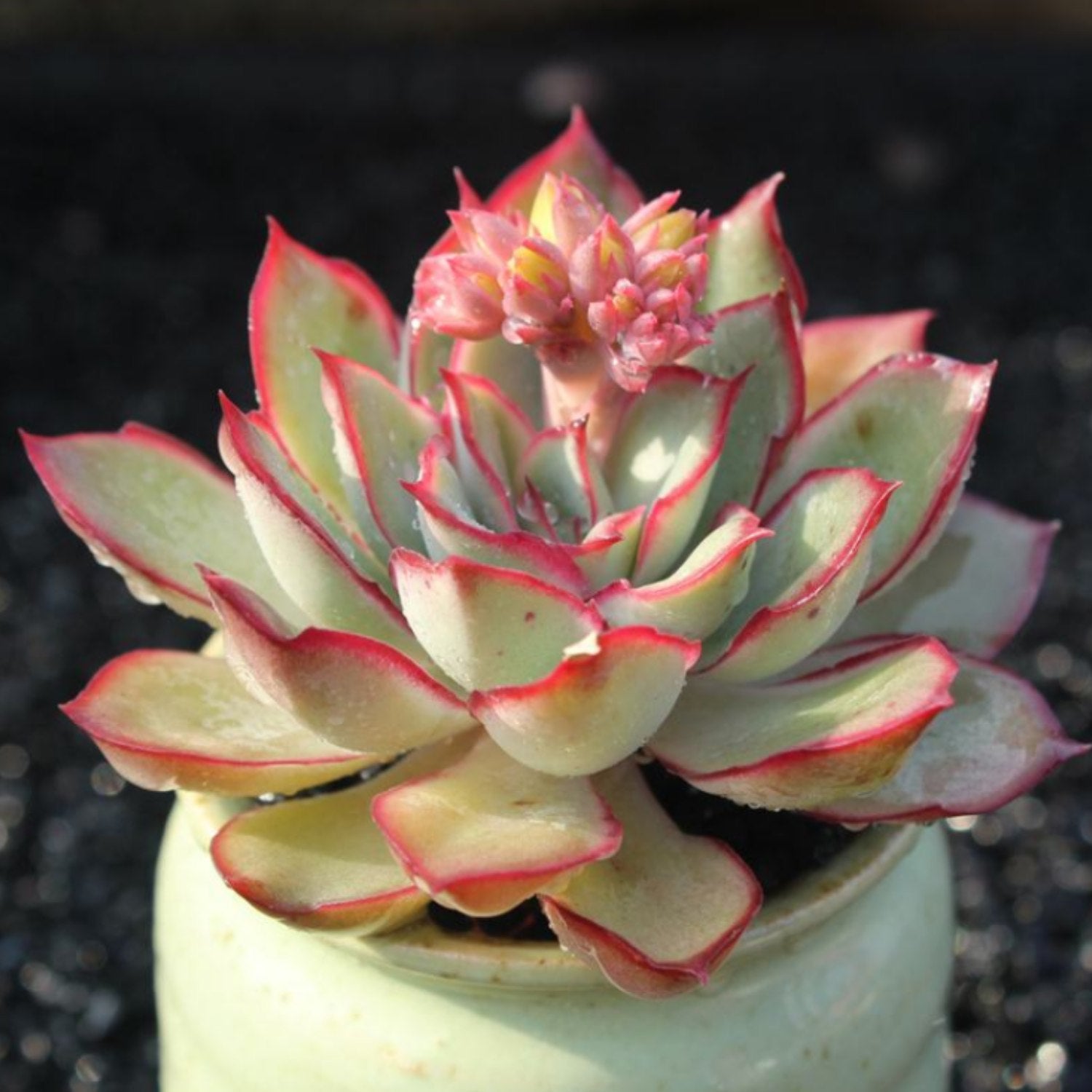 Echeveria Moon Gad varnish | The Next Gardener – Thenextgardener